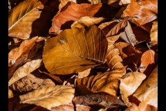 Forest Glade Gardens Outing (Michael Brown ©)