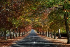 Forest Glade Gardens Outing (Robert Fairweather ©)