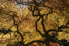 Forest Glade Gardens Outing (Norman Blaikie ©)