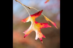 Forest Glade Gardens Outing (Jenny Hartman ©)