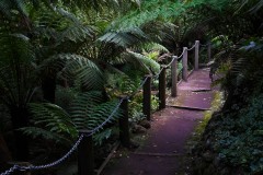 Forest Glade Gardens Outing (Sony Varma ©)