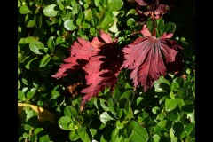Forest Glade Gardens Outing (Bob Clothier ©)