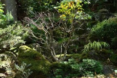 Forest Glade Gardens Outing (Doni Baz ©)