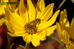 Forest Glade Gardens Outing (Phil Marley ©)