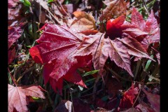 Forest Glade Gardens Outing (Michael Brown ©)