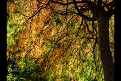 Forest Glade Gardens Outing (Jenny Hartman ©)