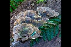 Forest Glade Gardens Outing (Jim Weatherill ©)