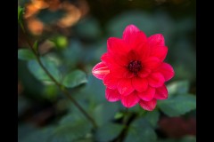 Forest Glade Gardens Outing (Robert Fairweather ©)