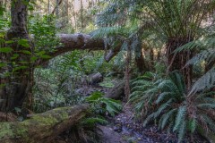 Forest Glade Gardens Outing (David Davidson ©)