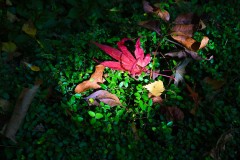 Forest Glade Gardens Outing (Sony Varma ©)