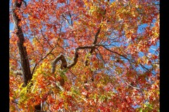 Forest Glade Gardens Outing (Jim Weatherill ©)