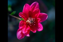 Forest Glade Gardens Outing (Michael Brown ©)