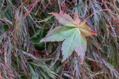 Forest Glade Gardens Outing (Phil Marley ©)