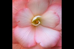 Forest Glade Gardens Outing (Norman Blaikie ©)