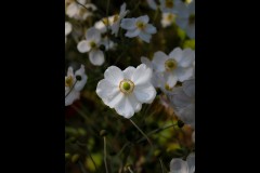 Forest Glade Gardens Outing (Jenny Hartman ©)