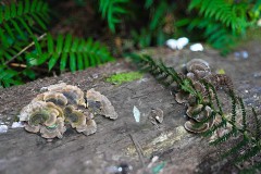 Forest Glade Gardens Outing (Sony Varma ©)