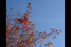 Forest Glade Gardens Outing (Bob Clothier ©)