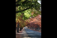 Forest Glade Gardens Outing (Doni Baz ©)