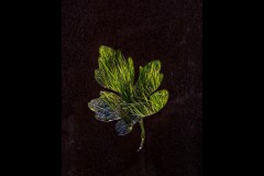 Forest Glade Gardens Outing (Robert Fairweather ©)