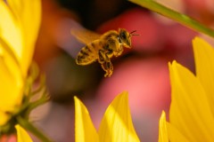 Forest Glade Gardens Outing (Phil Marley ©)