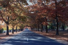 Forest Glade Gardens Outing (Doni Baz ©)