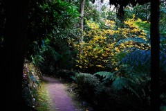 Forest Glade Gardens Outing (Sony Varma ©)