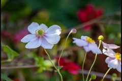 Forest Glade Gardens Outing (Robert Fairweather ©)