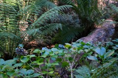 Forest Glade Gardens Outing (Sony Varma ©)
