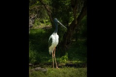 Healsville Sanctuary (Norman Blaikie ©)