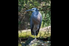 Healsville Sanctuary (Jim Weatherill ©)