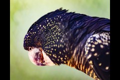 Healsville Sanctuary (Richard Faris ©)