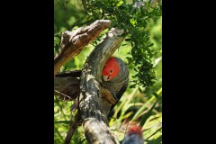 Healsville Sanctuary (David Marriott ©)