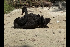 Healsville Sanctuary (Sue Rocco ©)