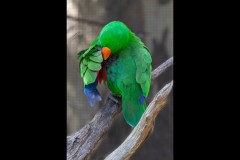 Healsville Sanctuary (David Davidson ©)