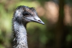 Healsville Sanctuary (Michael Brown ©)