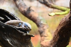 Healsville Sanctuary (Sony Varma ©)