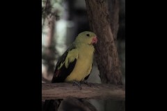 Healsville Sanctuary (David Marriott ©)