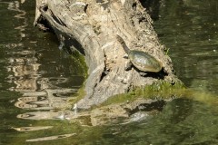 Healsville Sanctuary (Norman Blaikie ©)