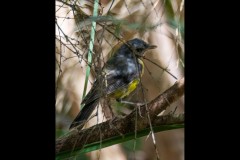 Healsville Sanctuary (Jim Weatherill ©)