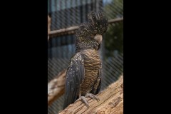 Healsville Sanctuary (David Davidson ©)