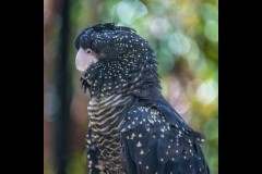 Healsville Sanctuary (Michael Brown ©)