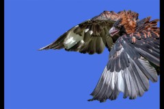 Healsville Sanctuary (Carolyn Brandt ©)