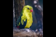 Healsville Sanctuary (Richard Faris ©)