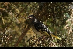 Healsville Sanctuary (Jon Hogan ©)