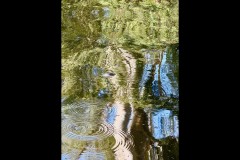 Healsville Sanctuary (Sue Rocco ©)