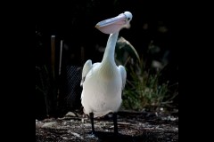 Healsville Sanctuary (Michael Brown ©)