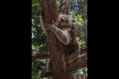 Healsville Sanctuary (David Davidson ©)