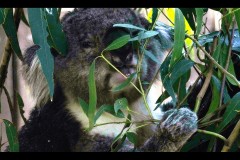 Healsville Sanctuary (Jon Hogan ©)