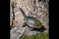 Healsville Sanctuary (Jim Weatherill ©)