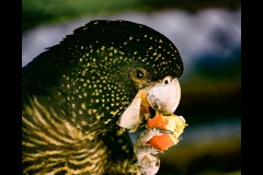 Healsville Sanctuary (Richard Faris ©)